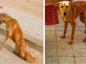 Sammak said that he went to the location where he found the dog in very bad condition. (Social Media)