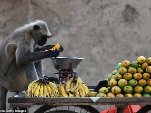 The marauding monkeys sparked a mass exodus after they destroyed crops and looted homes in Narasapuram. (AFP/ File Photo)