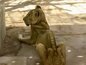 Four other lions remain in a desperate condition. (AFP)