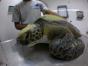 Vets treating the turtle say it is on course to make a full recovery and is responding well to treatment after 'eating greens, especially salad and algae' (EPA)