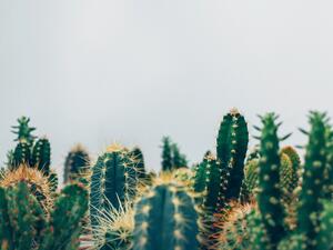 ما تفسير الحلم بنبتة الصبار في المنام؟
