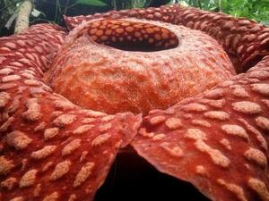 Rafflesia tuan-mudae (Twitter)