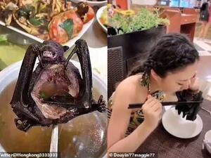 Viral footage purports to show a fashionable Chinese young woman biting one of the wings of a cooked bat at a fancy restaurant. The deadly coronavirus could come from the animal. (Video Screenshots)