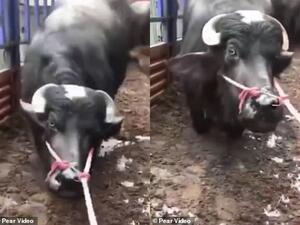 A separate clip shows the animal kneeling to thank Good Samaritans after they raised 24,950 yuan (£2,732) to save it from the butcher. (Video Screenshot)