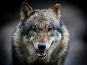 (Shutterstock/ File Photo)