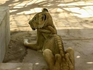 For weeks now, five lions held at Khartoum's Al-Qureshi Park in an upscale district of the capital have been suffering from shortages of food and medicine. AFP