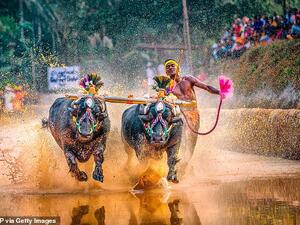 Mr Gowda told BBC Hindi that he had been competing in Kambala for seven years. Pictured: An earlier picture of Mr Gowda competing in Kambala last month. (AFP)