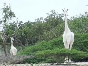 A female white giraffe and her calf have been killed by poachers in Garissa in eastern Kenya (AFP)
