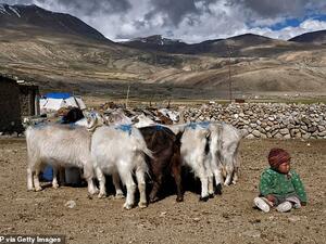 The erratic winter weather has also lowered the quality of the goat's wool and made it harder for the estimated 300,000 people who depend on the cashmere trade to support themselves. (AFP/ File)