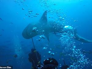 Diving instructors desperately jabbed the shark with metal poles to get it to swim away. (YouTube)