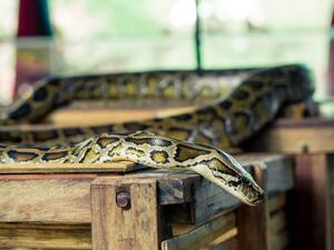 Police in China are pictured holding the python which has allegedly hidden in the ceiling of an entertainment complex for 10 years. The snake crashed through plasterboard last week. (Shutterstock)
