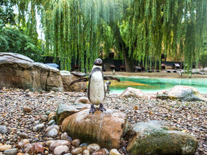 penguins posing to camera on a cloudy day in London city zoo. (Shutterstock/ File Photo)