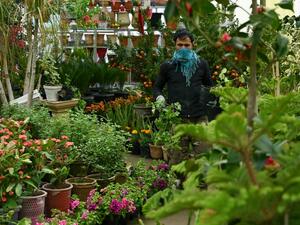 A worker using a scarf to cover his face as a precautionary measure against the COVID-19 novel coronavirus carries plants at nursery, in Kabul on April 5, 2020. WAKIL KOHSAR / AFP