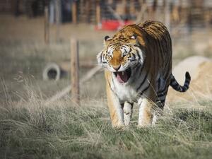 One of the 39 tigers rescued in 2017 from Joe Exotic's G.W. Exotic Animal Park walks around its enclosure at the Wild Animal Sanctuary on April 5, 2020 in Keenesburg, Colorado. AFP