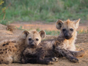 (Shutterstock/ File Photo)