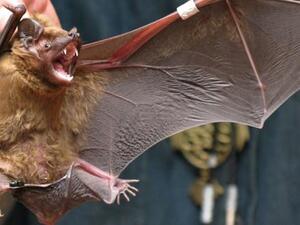 آكل النمل الحرشفي، هو أحد الحيوانات المتورطة باعتبارها المضيف الوسيط بين الخفافيش والبشر