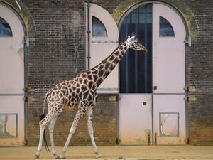 London Zoo  (Twitter)