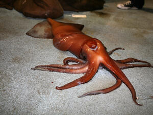 (Shutterstock/ File Photo)