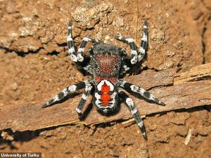 Velvet spiders are typically found in Eurasia and parts of Africa. (University of Turku)