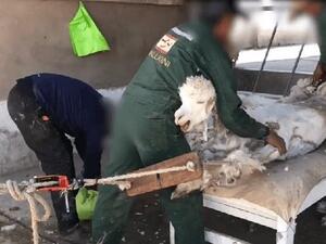 Crying out and vomiting in terror — this is the violence behind alpaca sweaters and scarves (Twitter)