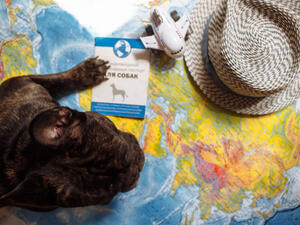 Thirty-eight of the dogs were dead on arrival and the surviving animals were discovered suffering dehydration, weakness and vomiting.  (Shutterstock/ File Photo)