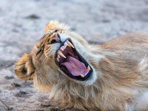 (Shutterstock/ File Photo)