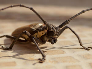 Locust (Shutterstock)	