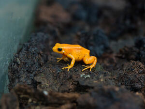 Golden mantella. (Shutterstock/ File Photo)