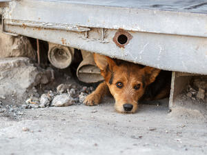 Stray dog. (Shutterstock/ File Photo)