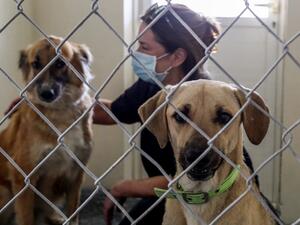 Animal rescuers now warn that there could be a spike in pets dumped in Qatar as the economic downturn, driven by the COVID-19 coronavirus pandemic, forces families to leave at short notice, facing particular hardship because summer temperatures touch 50 degrees celsius (122 Fahrenheit) and images of animal cruelty, including airgun shootings, are common on social media. KARIM JAAFAR / AFP