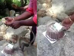 In the video, which was filmed in India, the family can be heard singing before the monkey sneaks up to them, steals the cake and then runs with it up a tree. (Video Screenshot)