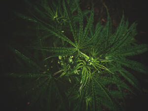 Cannabis (Shutterstock)  