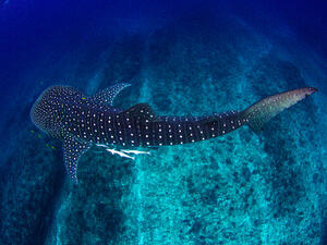 whale shark has the ability to retract about 50 percent of its eyeball into the socket. (Shutterstock/ File Photo)