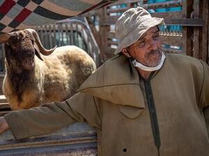 Moroccan farmers sell their livestock ahead of the Muslim festival of sacrifice Eid al-Adha at markets around the kingdom (AFP)