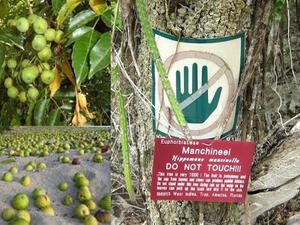 شجرة المنشينيل