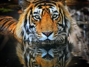 Wild Tiger (Twitter)