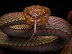 (Shutterstock/ File Photo)