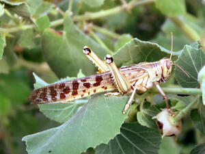 Giant locusts move between leaves of plants. (Shutterstock/ File Photo)
