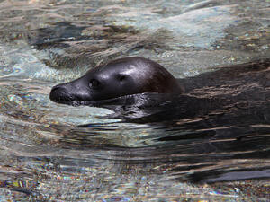 (Shutterstock/ File Photo)