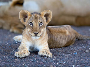 (Shutterstock/ File Photo)