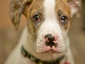  تم تسجيل أول إصابة بفيروس كورونا المستجد في الأردن لحيوان