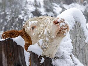 The snowfall set a new record for this time of year (a cow pictured standing in a snow covered meadow in Kals, Austria) (AFP)