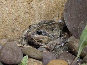Crawling Toadlet  (Twitter)