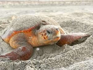 A 30-Year Study on Oman’s Loggerhead Turtles Highlights Need for Urgent Additional Conservation Actions