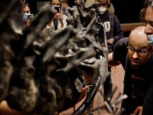 Remains of the Allosaurus have also been discovered in Portugal and the dinosaur is believed to have roamed Tanzania (AFP)