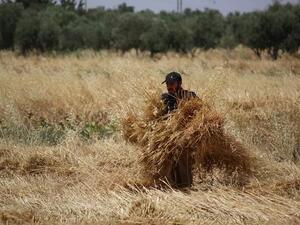 At the end of the season, each participant will get a ration of wheat of that suffices a small family for about a year. Part of the harvest will be provided to support families suffering from difficult economic conditions (wheat Zaka).