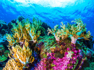 (Shutterstock/ File Photo)