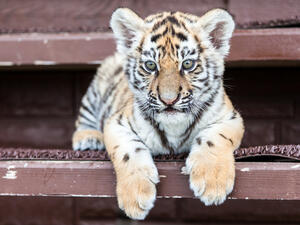 (Shutterstock/ File Photo)