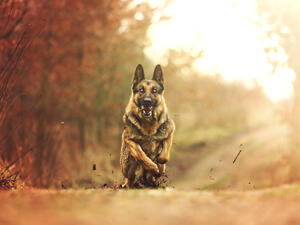 (Shutterstock/ File Photo)