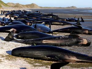 نفوق أكثر من 120 حوتا في جزر تشاتام بنوزيلندا